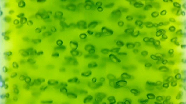 Unilever agrees multi-year supply deal of €200m+ personal care algae oils